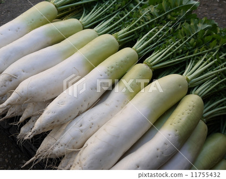 Japanese radish 11755432