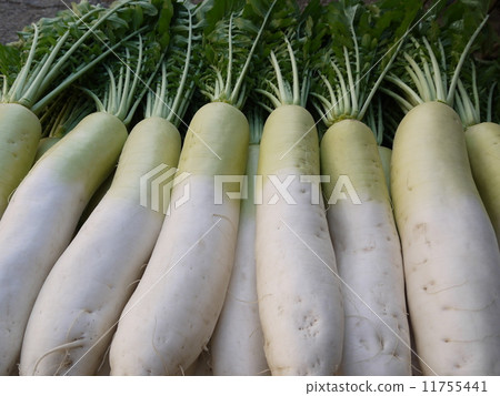 Japanese radish 11755441