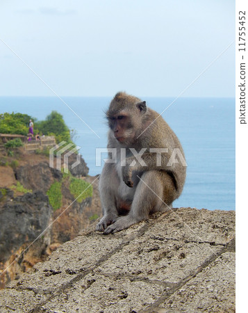 Monkey of Uluwatu Temple Monkey of Uluwatu Temple 11755452