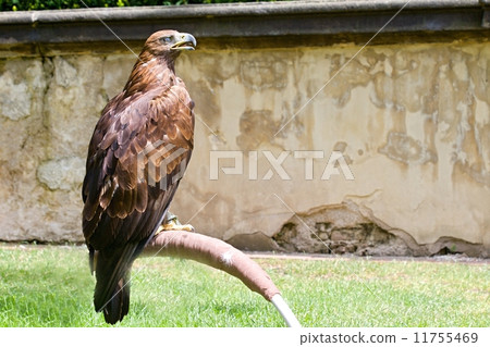 Wild eagle Wild eagle 11755469