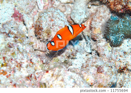 Tsuybera年輕魚 Tsuybera年輕魚 11755694