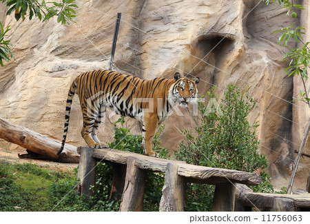 bengal tiger 11756063