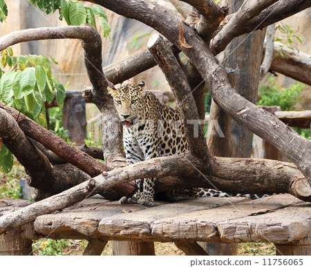 leopard resting 11756065