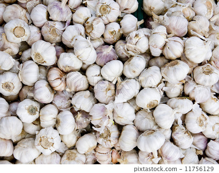 garlics 11756129