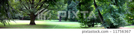 Lush forest Lush forest 11756367