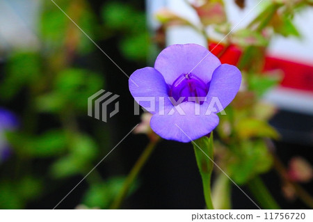 瀕臨滅絕的植物卡特彼勒雪松（瀕臨滅絕的IA（CR）） 11756720