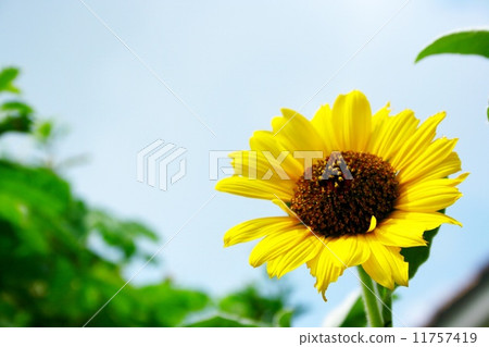 向日葵 向日葵 11757419