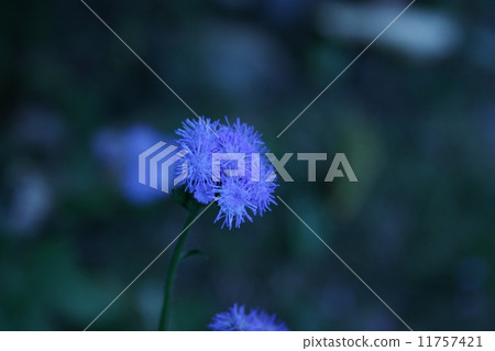 藍色的花 藍色的花 11757421