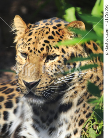 阿穆爾豹 阿穆爾豹 11758050