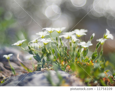 chickweed flower 11758109