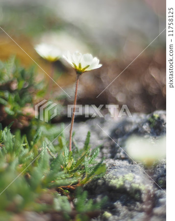 flowers dryads flowers dryads 11758125