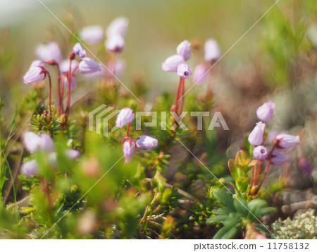 Phyllodoce flower 11758132