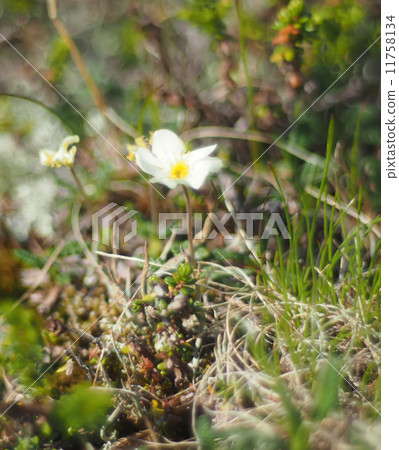 flowers dryads 11758134