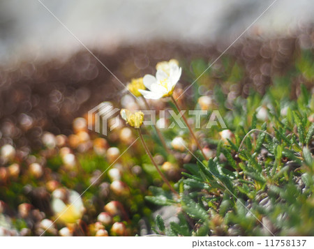 flowers dryads flowers dryads 11758137