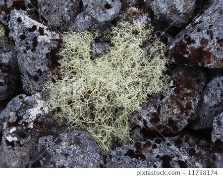 lichen on the rocks 11758174
