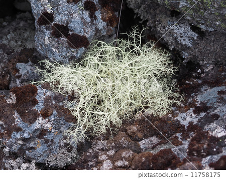 lichen on the rocks lichen on the rocks 11758175