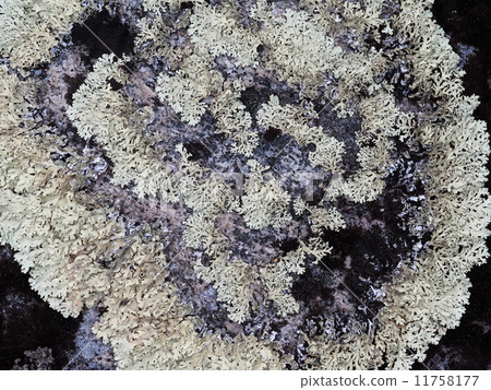 lichen on the rocks lichen on the rocks 11758177