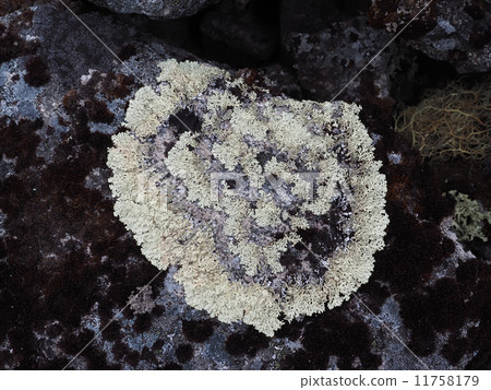 lichen on the rocks lichen on the rocks 11758179
