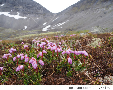 Phyllodoce flower 11758180
