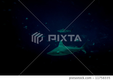 Sharks - 46 Sharks - 46 11758335