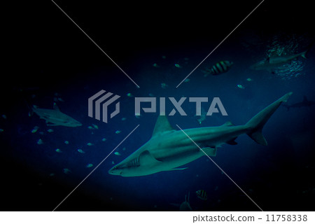 Sharks - 10 11758338