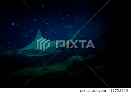 Sharks - 44 Sharks - 44 11758339