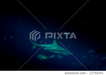 Sharks - 32 Sharks - 32 11758341