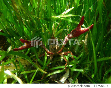 Threat crayfish 11758604