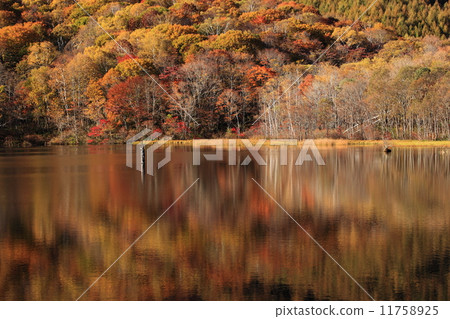 Togakushi Takahara Autumn leaves mirror pond Togakushi Takahara Autumn leaves mirror pond 11758925