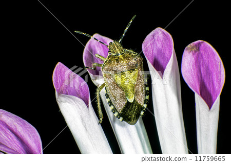 Sloe Bug Sloe Bug 11759665