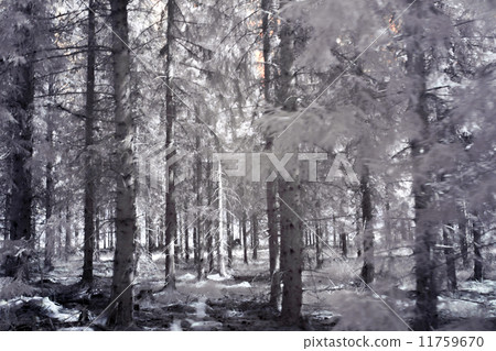 The woods The woods 11759670