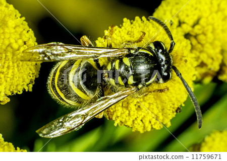 Wasp 11759671