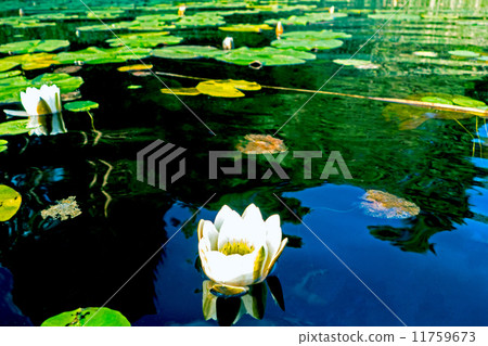 Water lily 11759673