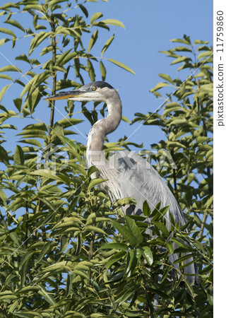 大藍鷺 11759860