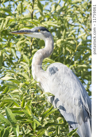 大藍鷺 11759861