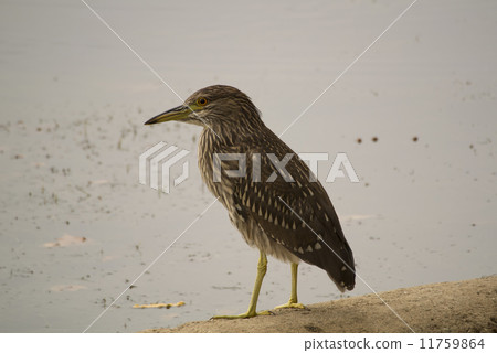 A young bird of the giant rabbit A young bird of the giant rabbit 11759864