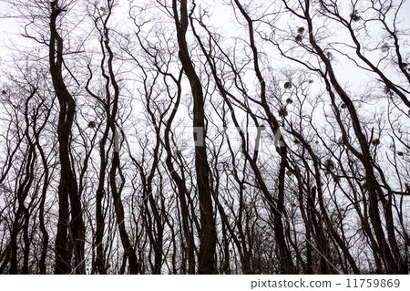 Silhouettes of bare trees with mistletoes Silhouettes of bare trees with mistletoes 11759869