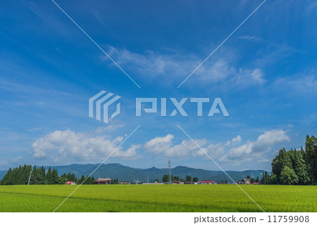 津南鎮的田園風光 11759908