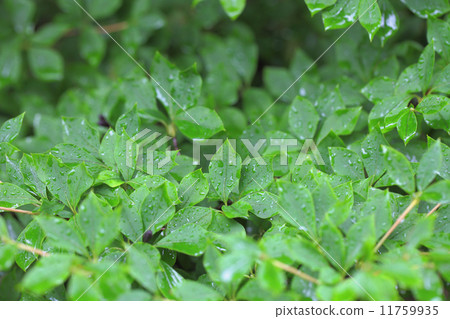 Doudonza葉子和雨下落 Doudonza葉子和雨下落 11759935