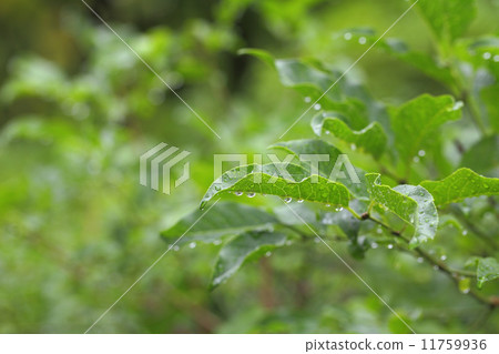 Mayu葉子和雨滴 Mayu葉子和雨滴 11759936