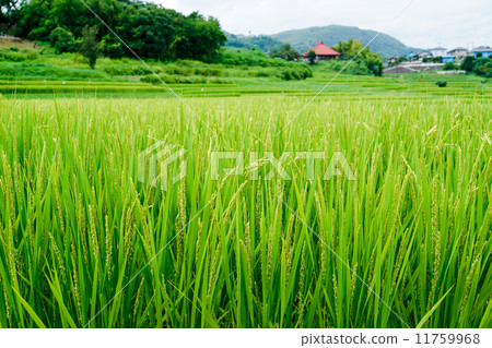 Flowering pollination 11759968