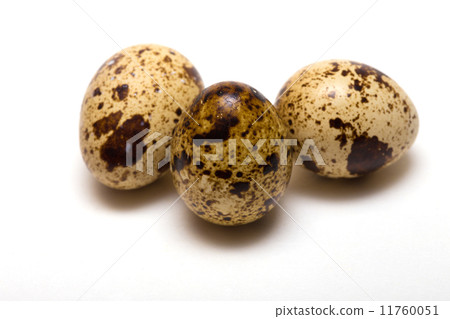 quail egg quail egg 11760051