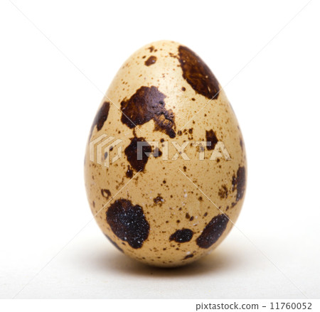 quail egg 11760052