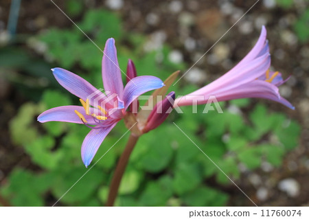 Licorice (Higanebana) 11760074