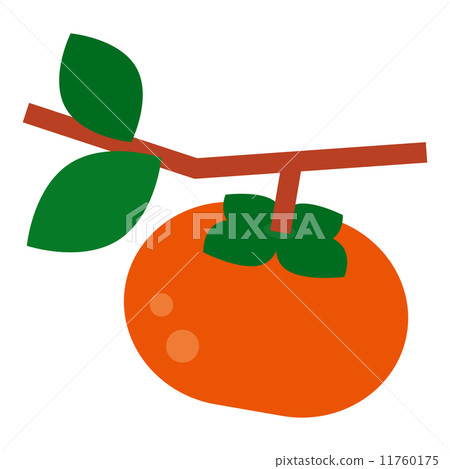 persimmon persimmon 11760175