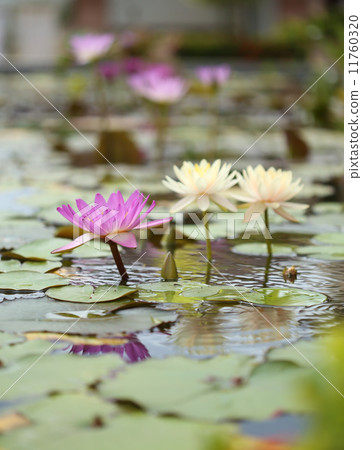 pink and white lotus or water lily pink and white lotus or water lily 11760320
