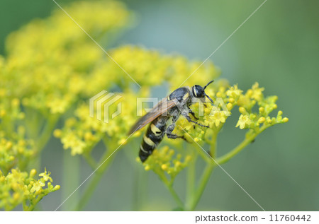 Oumon Bunchi Oumon Bunchi 11760442