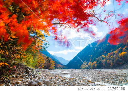 Autumn leaves of Takase Valley 11760468