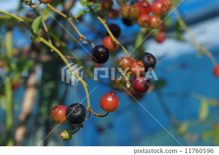 藍莓 11760596