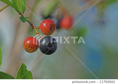 藍莓 藍莓 11760602